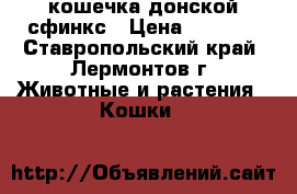 кошечка донской сфинкс › Цена ­ 3 000 - Ставропольский край, Лермонтов г. Животные и растения » Кошки   